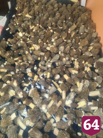 Саратовцы собирают сморчки-гиганты тазиками